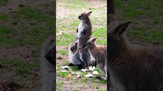 wallaby animaladventures shorts shortsfeed shortvideo funny fun funnyvideo laugh [upl. by Jessamine407]