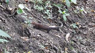 Long tailed Weasel Mustela frenata Comadreja de Cola Larga mamíferos en Colombia [upl. by Verger705]