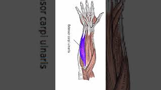 Anatomy Extensor Carpi Ulnaris shorts [upl. by Garrett116]