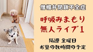 みまもり無人ライブ【僧帽弁閉鎖不全症のチワワ】【呼吸見守り】１階で作業や来客中に2階のワンコ部屋を撮っています🐶🐶隔週、金曜のお昼に配信予定 [upl. by Herculie336]