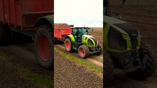 Claas Axion 800 pomme de terre 2024 🥔 [upl. by Nnaeinahpets893]