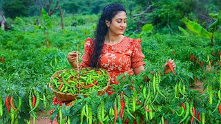 Green chili 🌶️ harvesting I made flavorful chili recipes amp preserved in two ways [upl. by Renzo]