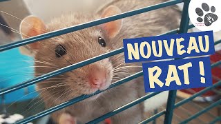 Nouveau Rongeur À La Ménagerie  Akou Le Rat Fait Coucou Aux Gerbilles [upl. by Eilhsa879]