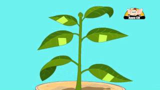 Learn About Plants  Photosynthesis Experiment 2 [upl. by Ylrahc516]