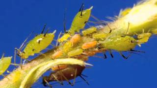 Aphid live birth and predation time lapse [upl. by Maro]