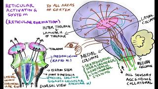 Reticular activating system RAS functions of reticular formation [upl. by Ahserb]