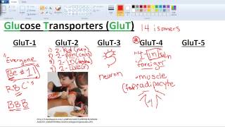 Sugar Transporters GLUTs and SGLTs [upl. by Nauwtna304]