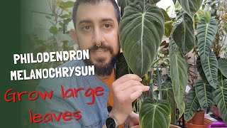 How I grow larger leaves on the Philodendron Melanochrysum [upl. by Augy]