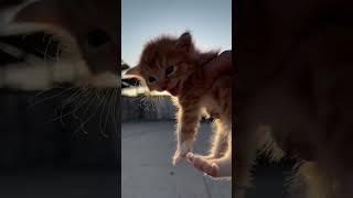 Kitten sounds to attract cats [upl. by Orman]