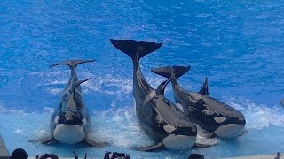 One Ocean Full ShowFull HDLast Row Aug 13 2015  SeaWorld Orlando [upl. by Notseh]