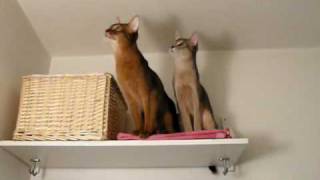 Cutest Abyssinian kittens  cats talking with a small bug [upl. by Dammahum]