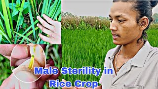 Male Sterility in RiceYield Reduce Ldvlogs0 DiscoverAgriculture [upl. by Marino475]