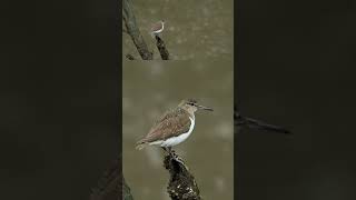 Sandpiper in the rain mangrove rain sandpiper [upl. by Ailaro]