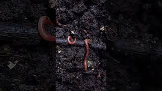 The Incredible Role of Earthworms in Soil Health [upl. by Leary]