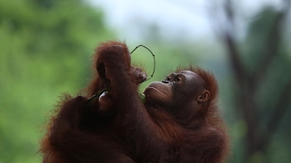 One Morning at Kampung Sumatra Bali Zoo [upl. by Wehrle]