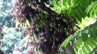 Averrhoa bilimbi fruits in growing stage [upl. by Angelis]