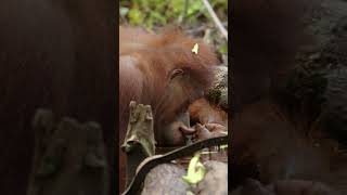 Theyre just monkeying around orangutan monkey kids [upl. by Stephi42]