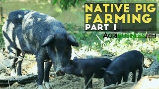 Native Pig Farming Part 1  Native Pigs in the Philippines  Agribusiness Philippines [upl. by Niamrej516]