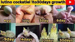 lutino cockatiel growth stageslutino cockatiel 1 to 30days [upl. by Wilber]