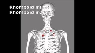 Key muscles that move the pectoral girdle [upl. by Kaete657]