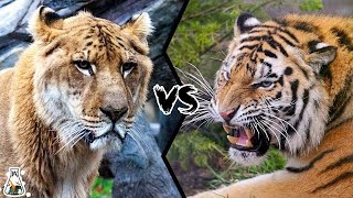 LIGER VS TIGER  who would win [upl. by Crandale]