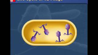 Lytic v Lysogenic Cycles of Bacteriophages [upl. by Aicenat167]