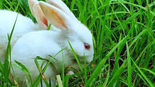 Look how beautifully my rabbits are playing with joy my new bunny pets eating vegetable [upl. by Ppilihp470]