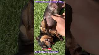 Chihuahua dog loves tummy rubbing short Jaiden Aluan [upl. by Teeniv700]