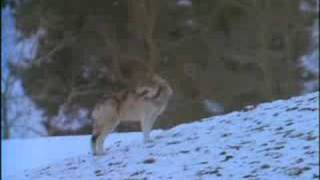 Wolves A Legend Returns to Yellowstone part3 [upl. by Griffiths]