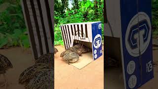 DIY Underground Quail Trap Make From Cardboard Box And Hole  Best Quail Trap [upl. by Eydie]