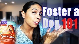 Foster Dog 101 Getting Started Cost and Common Questions [upl. by Enneibaf130]