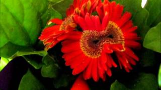 Fasciated Gerbera Daisies For Sale  Grand Rapids MI 9112 [upl. by Abil]