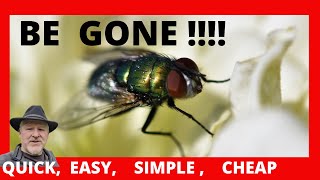 Blow Flies In House Get rid of Blowflies EASYSIMPLEQUICKCHEAP [upl. by Khoury415]