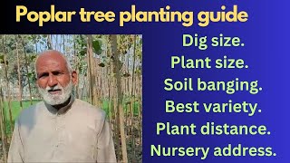 how to grow poplar tree  Poplar tree kaise lagaye complete info [upl. by Akimaj]