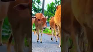 Video of herding cows unique and funny cows ladanganimalstv suaramoo suarasapi animals [upl. by Anderegg441]