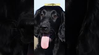 Puppy flatcoated retriever  Цуценята флета  прямошерстий ретрівер [upl. by Denys236]