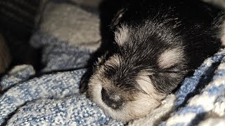 Miniature schnauzer puppies training October 21st litter The females [upl. by Yrrek]