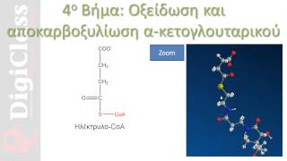 Κύκλος Κιτρικού Οξέος Krebs citric acid cycle  DigiClass [upl. by Kisung255]