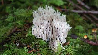 Crested Coral Fungus [upl. by Alfeus]