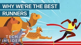 How Humans Evolved To Become The Best Runners On The Planet [upl. by Akeirahs]