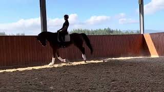 Hero — 11 year old KWPN gelding imported from Czech Republic [upl. by Lladnar]