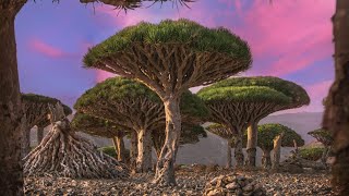 Socotra island A hidden paradise [upl. by Sedinoel45]