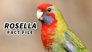 Rosella Facts the ROSE HILL Parrot 🦜 Animal Fact Files [upl. by Einoj]