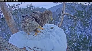 Они вернулись🦅🦅 Кама и Чулман  Whitetailed eagle [upl. by Prinz411]