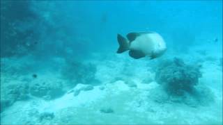 Damselfish attacks Stegastes nigricans [upl. by Nel607]