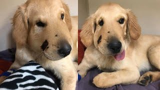 Golden Retriever Protects Owner From Rattlesnake in Arizona [upl. by Salomone892]