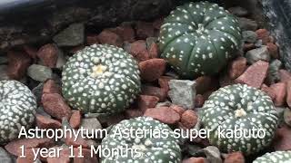 Monthly Update on Ariocarpus Lophophora and Astrophytum Mixed Ages [upl. by Wun]