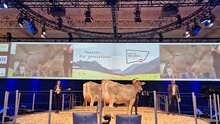 EUROTIER Präsentation GS AUSTRIA Brown Swiss mit Peter Stückler und Stefanie Zottl [upl. by Suvart]