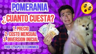 ¿Cuánto cuesta un PERRO POMERANIA 💰💸  Todo sobre aspecto económico 🤔 [upl. by Sierra586]