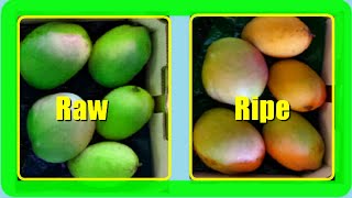 How To Ripen Mangoes Faster At Home 2 Quick Methods [upl. by Etom]